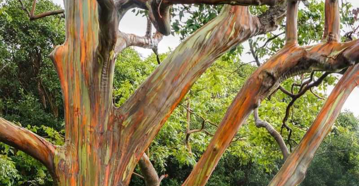 rainbow eucalyptus