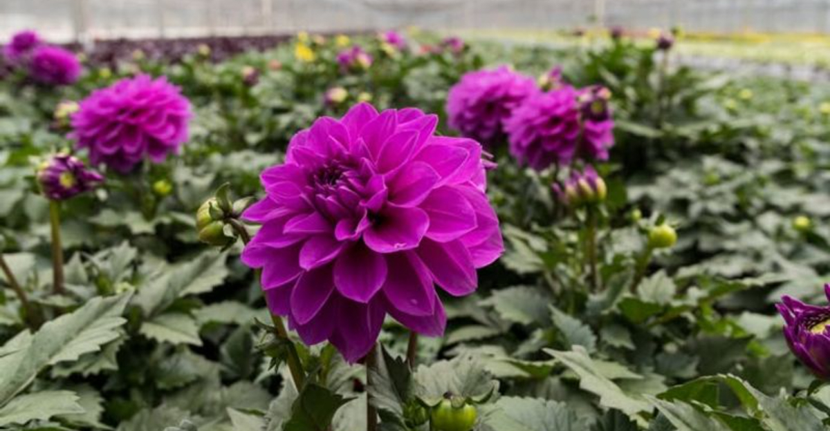 Why Spring Orders Are Starting Early At Georgia Garden Centers — A Look Into December Preparations