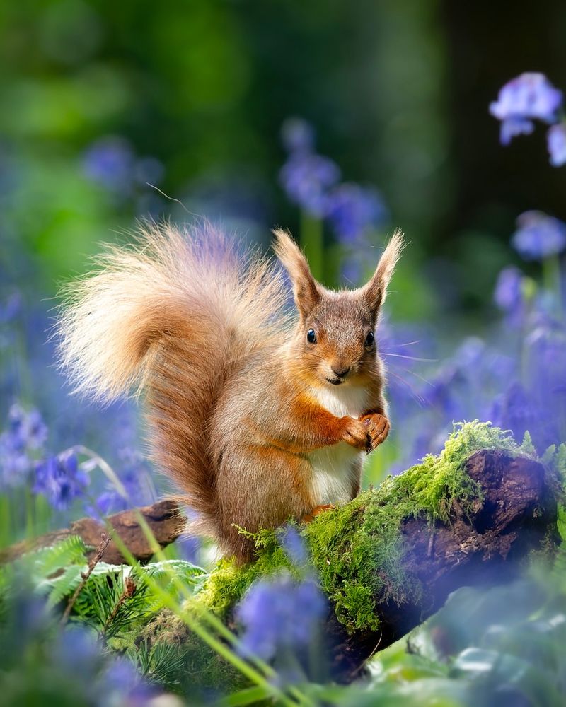 They Are Storing Food For Winter