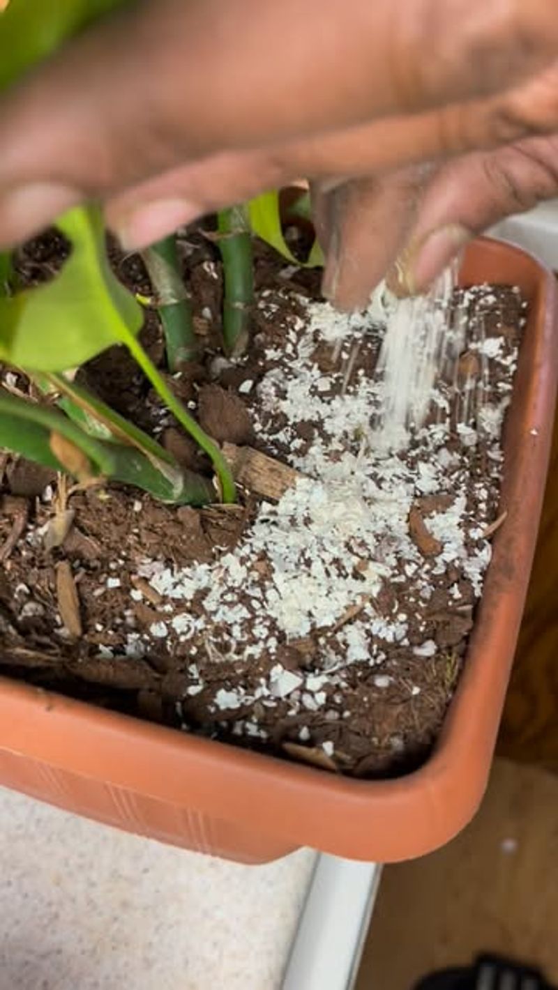 Eggshells Slowly Release Calcium Into The Soil All Winter