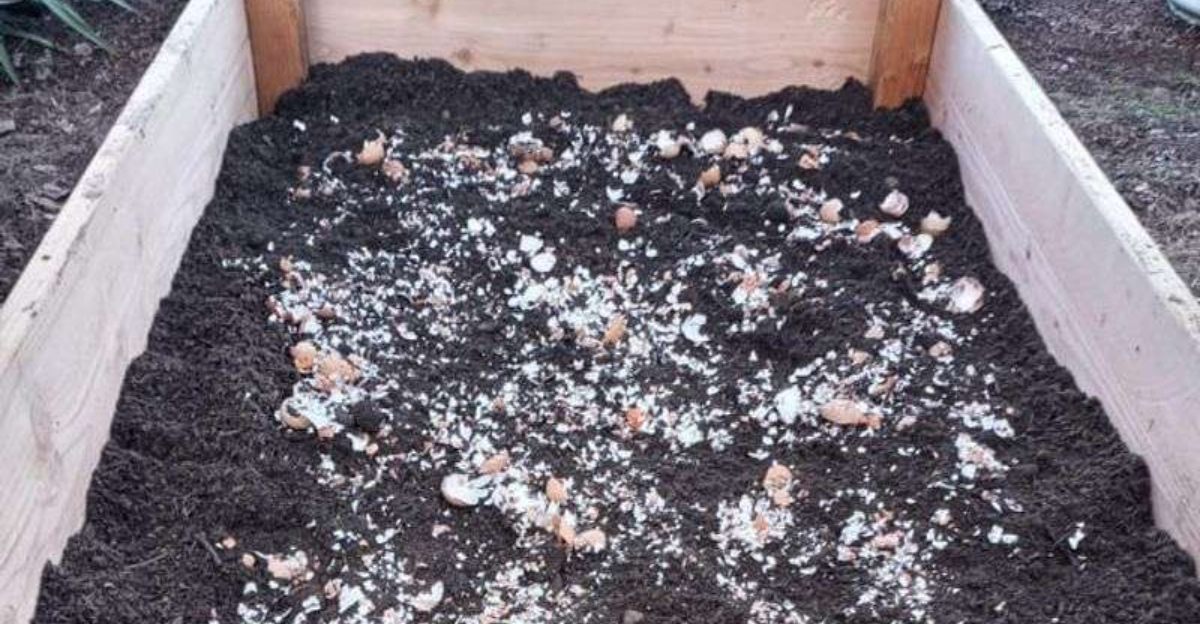 Why Tennessee Gardeners Add Crushed Eggshells To Winter Beds In December