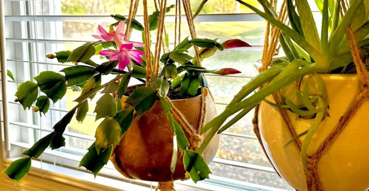 Why Tennessee Gardeners Say The Kitchen Window Is The Best Spot For A Christmas Cactus
