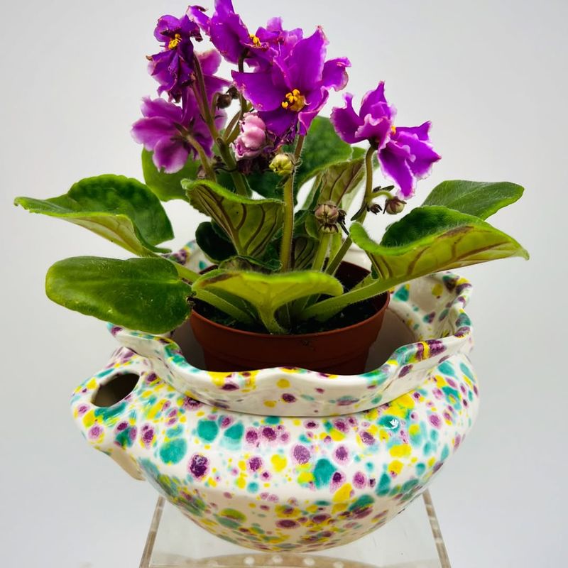 Consistent Watering Prevents Root Problems