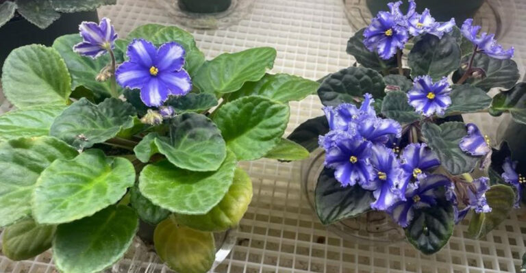 african violets