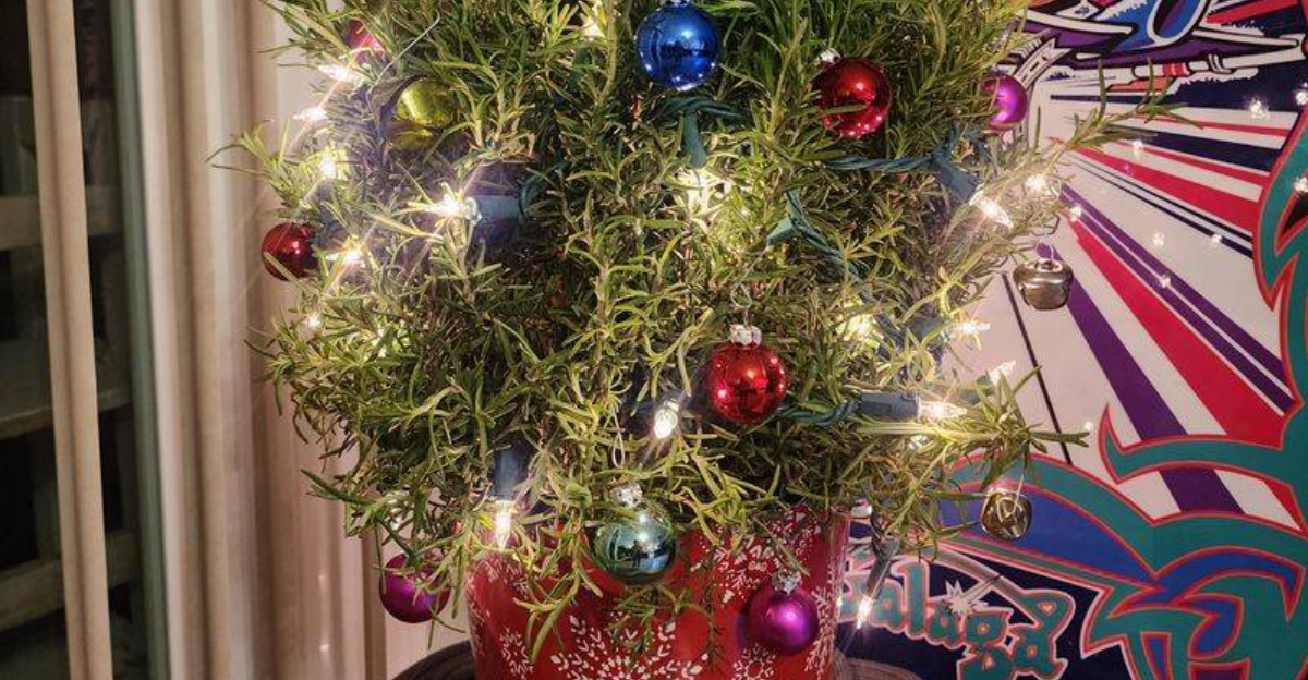 Why Texas Families Use Rosemary Plants As Christmas Trees