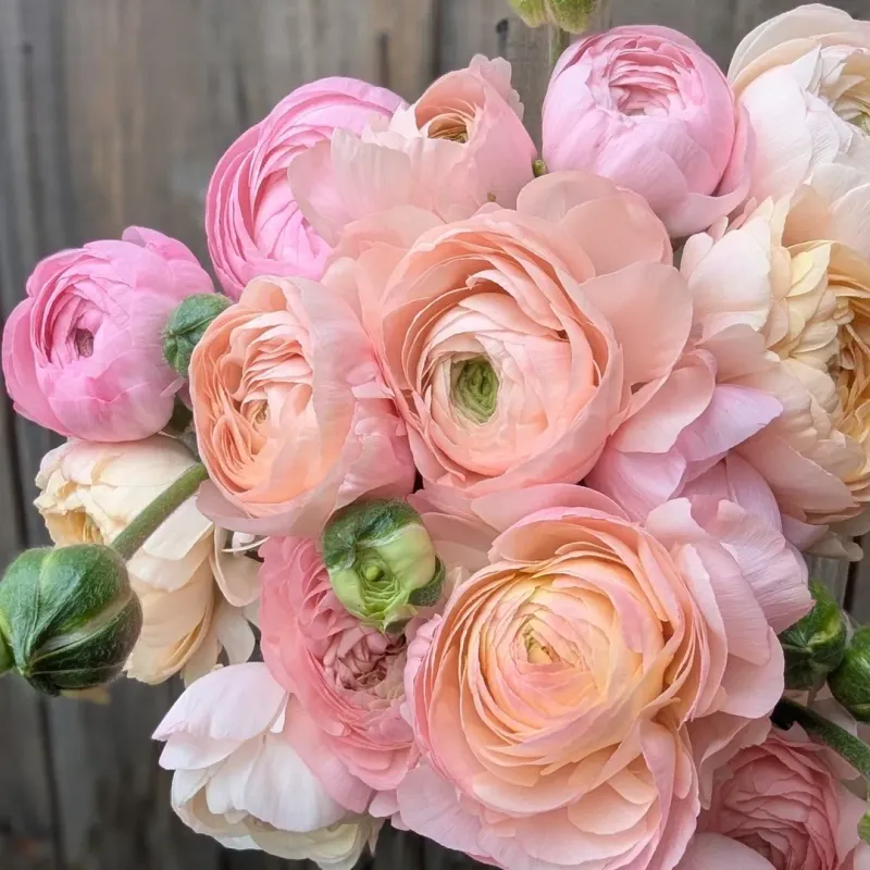 Ranunculus vs. Peonies: The Affordable Luxury Comparison