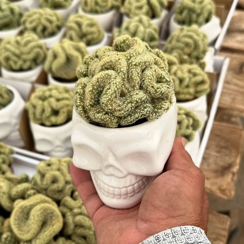 The Unforgettable Appearance That Starts Conversations