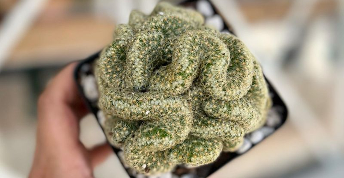 Why Texas Gardeners Are Obsessed With The &lsquo;Brain Cactus&rsquo; This Year