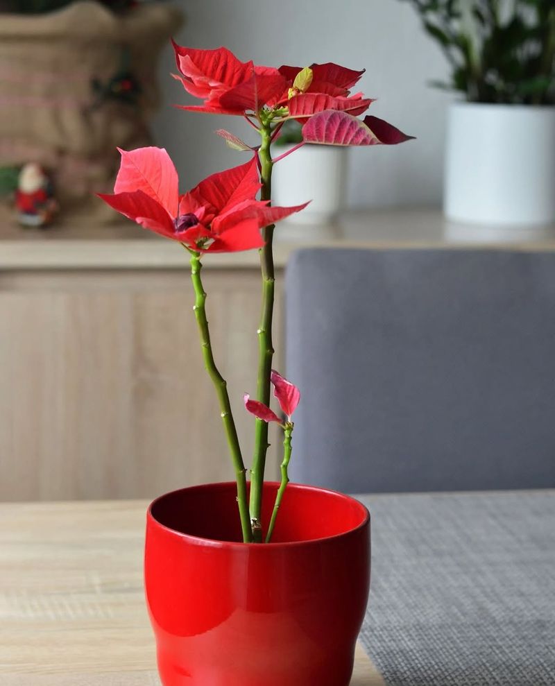 Temperature Shock From Texas Weather Swings