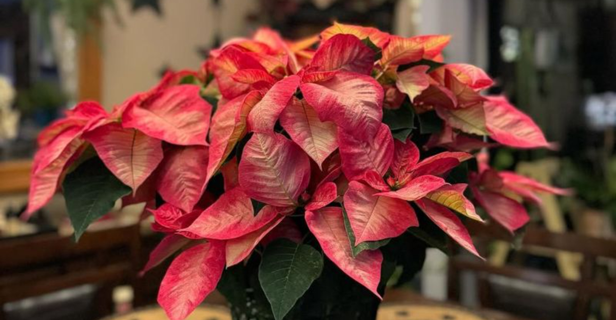 weak poinsettia