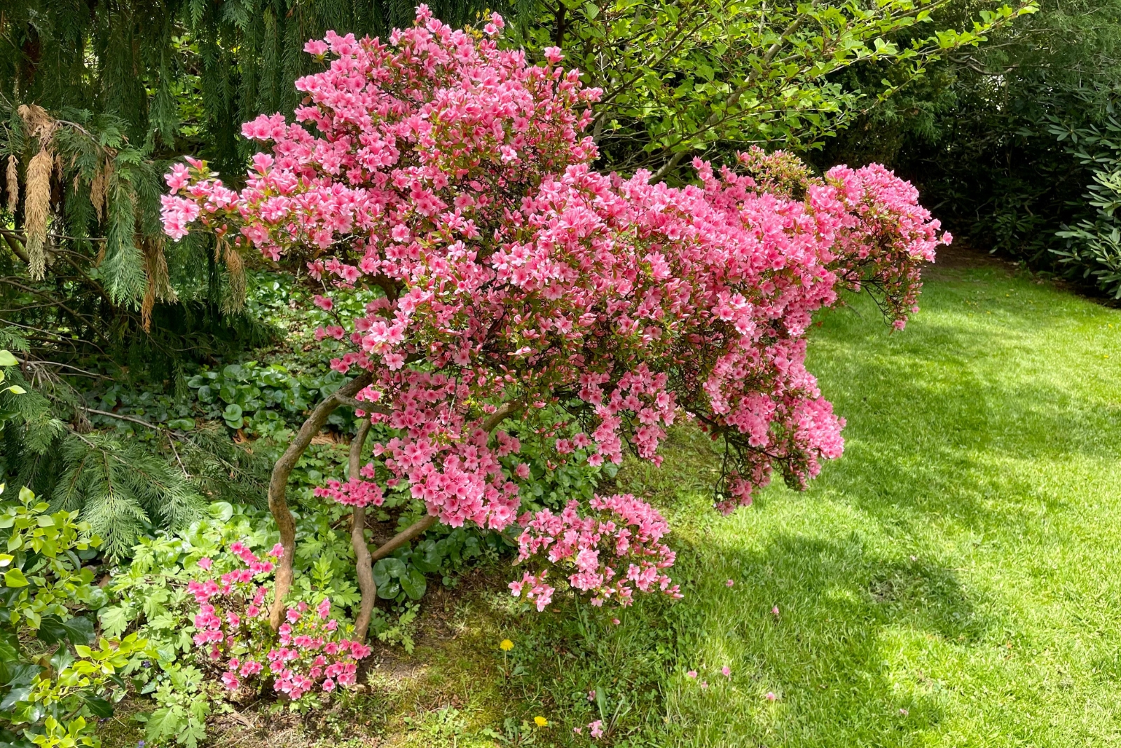 Why Texas Residents Are Planting More Scent-Rich Shrubs