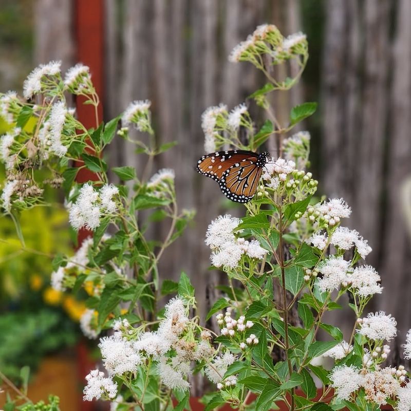 Attracting Beneficial Pollinators To Your Garden