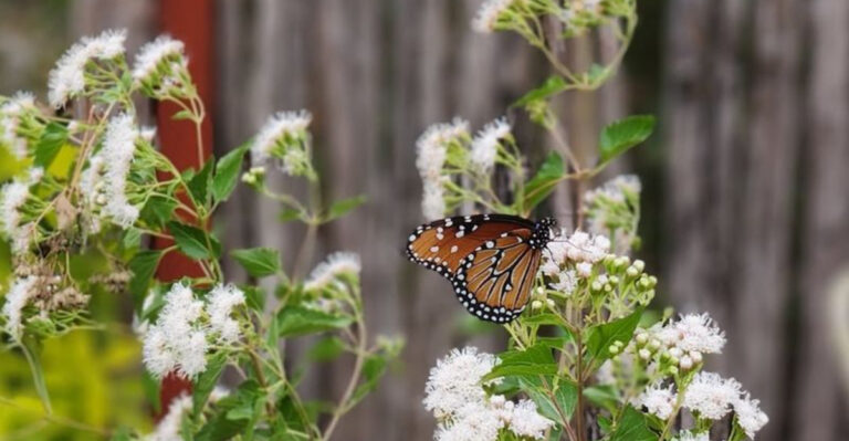 texas native plant pollination