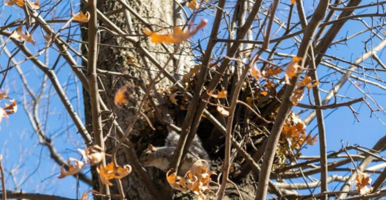 squirrel's drey in a tree