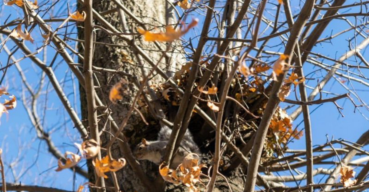 squirrel's drey in a tree