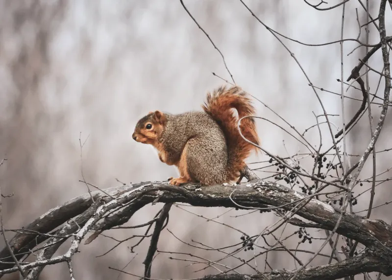 Squirrel Drey (Nest)