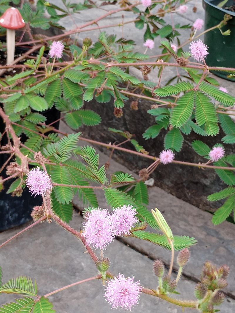 What Florida Gardeners Should Know About Mimosa pudica