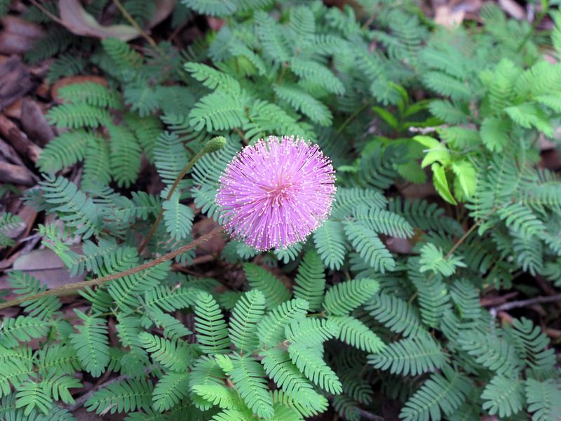 What Makes Mimosa pudica React To Touch