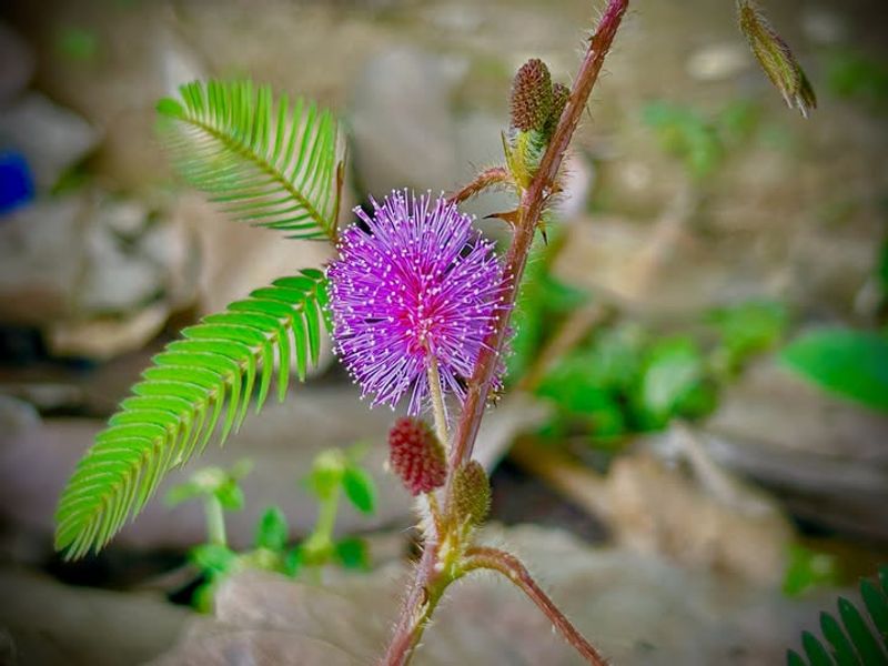 Why The Sensitive Plant Is Catching Attention In Florida