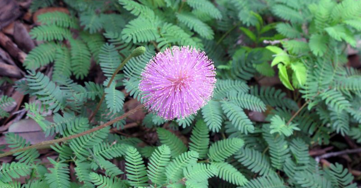Why The Sensitive Plant Is Showing Up At Florida Nurseries This Season