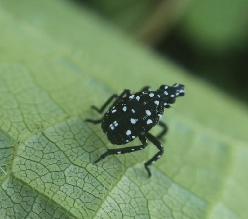 Where The Latest Pennsylvania Infestations Are Appearing