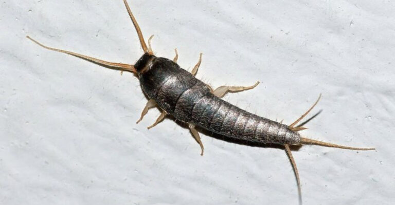 silverfish
