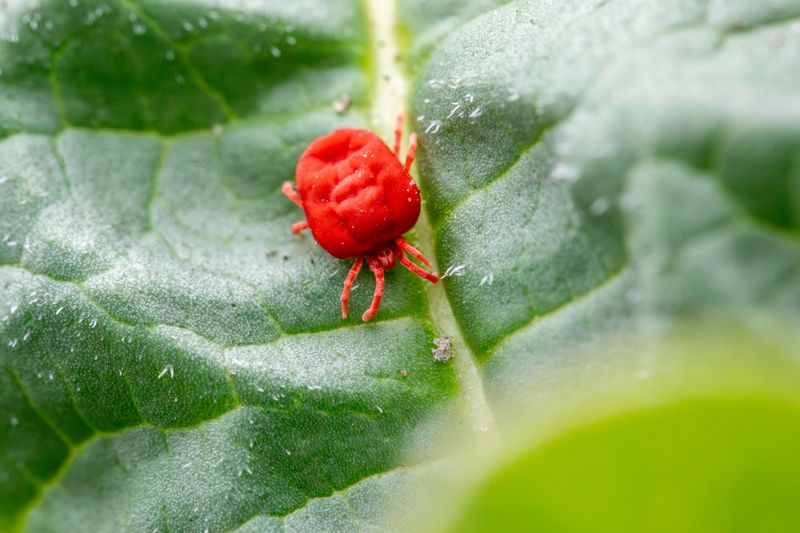 The Yard Conditions That Trigger These Swarms