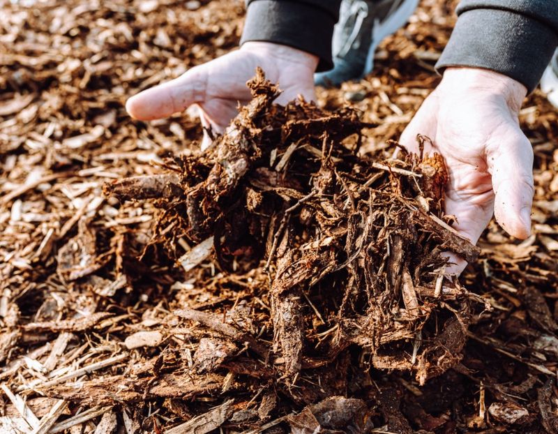 The Simple Moisture Trap That Starts Mold Under Mulch