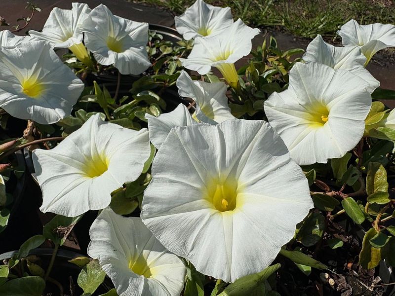 Best White Flowers for Illinois Gardens