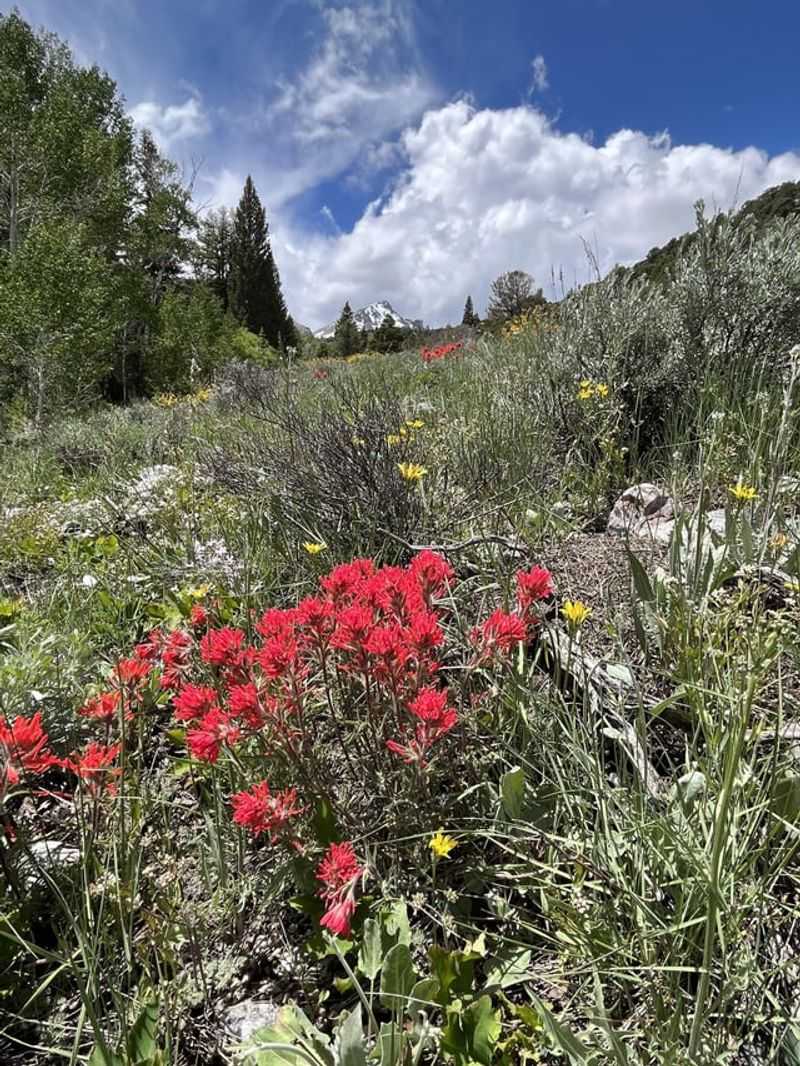 Drought Tolerance Saves Water