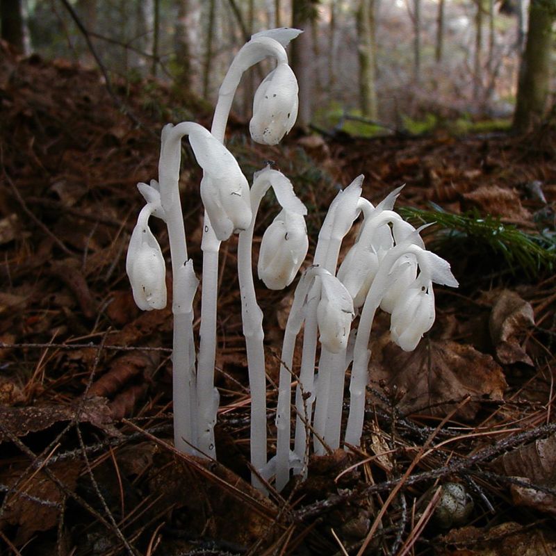 The Surprising Way Ghost Pipe Survives Without Sunlight