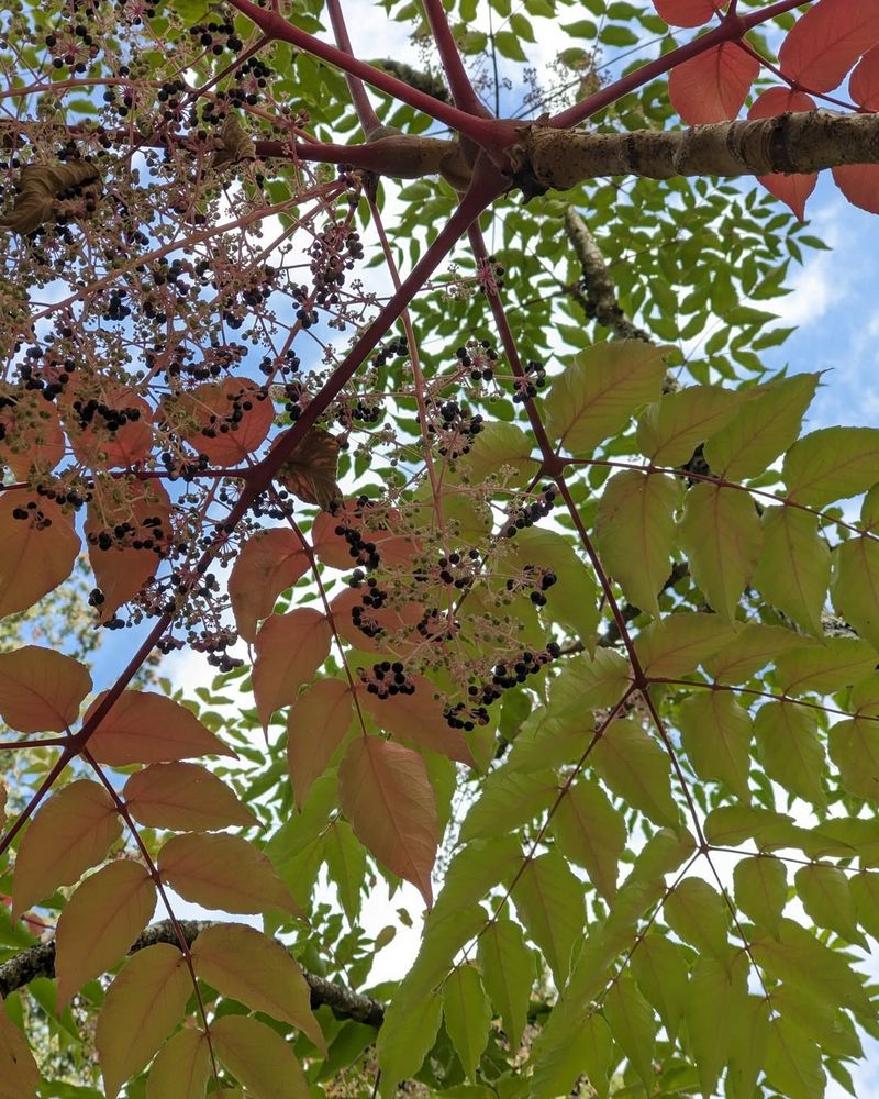 It's Devil's Walking Stick (Aralia Spinosa), A Native Species