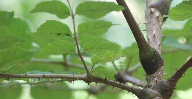 aralia spinosa plant
