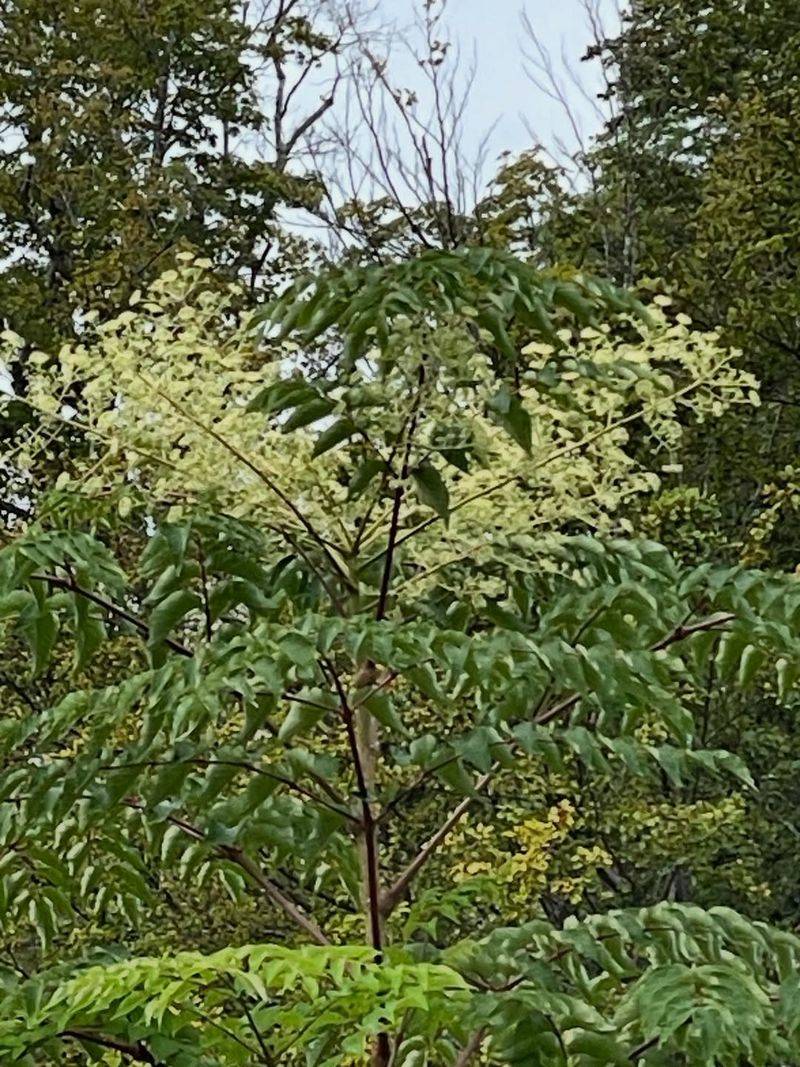 It's Devil's Walking Stick (Aralia Spinosa) — A Native, Not An Invasive