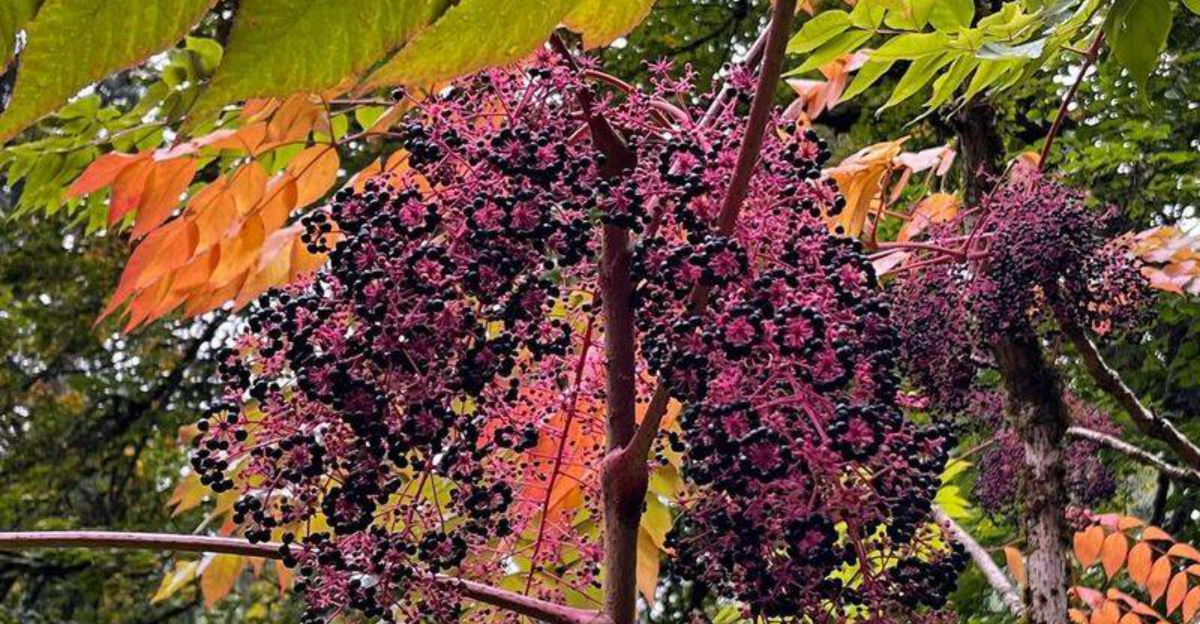 Why This Painful Native Plant Is Rapidly Spreading Through North Carolina Woodlands