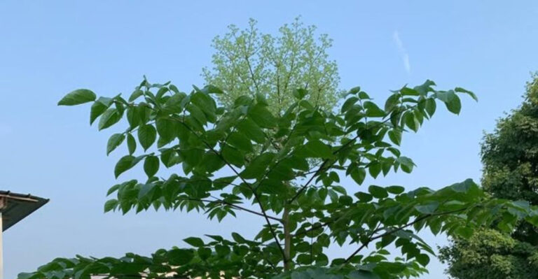 devil's walking stick plant