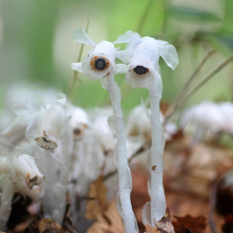 The One Thing You Should Never Do If You Find One