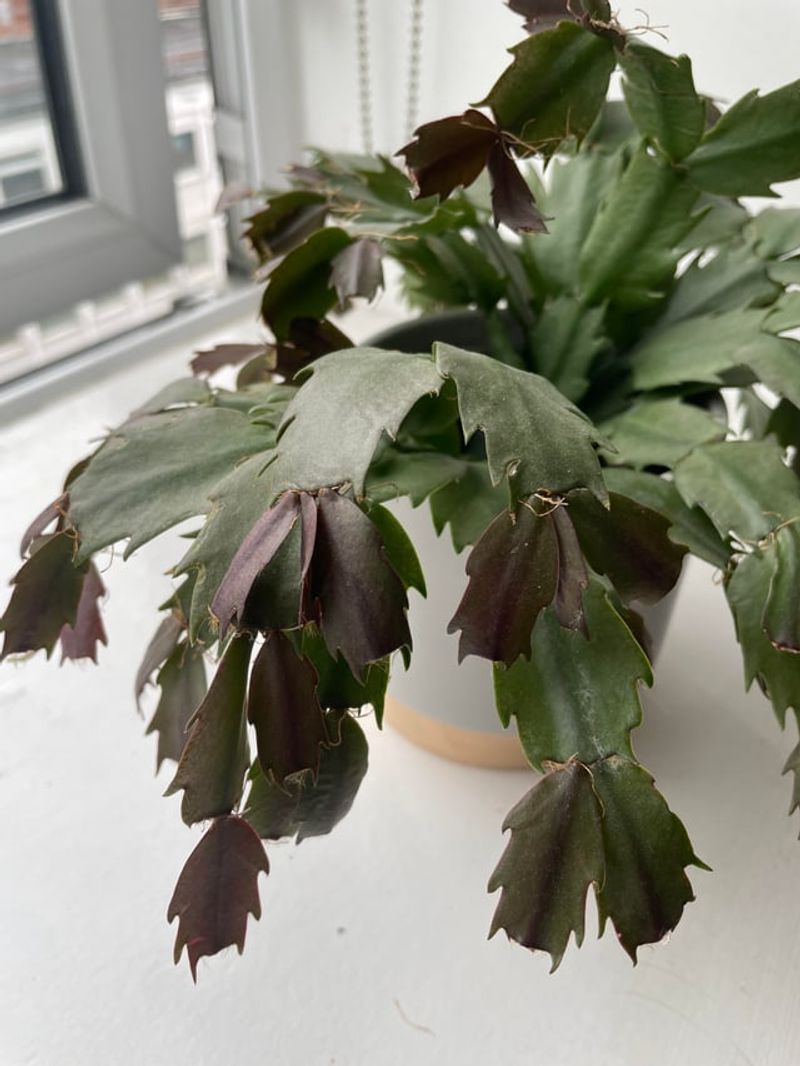 Signs Your Christmas Cactus Is Begging For A Quick Nutrition Lift