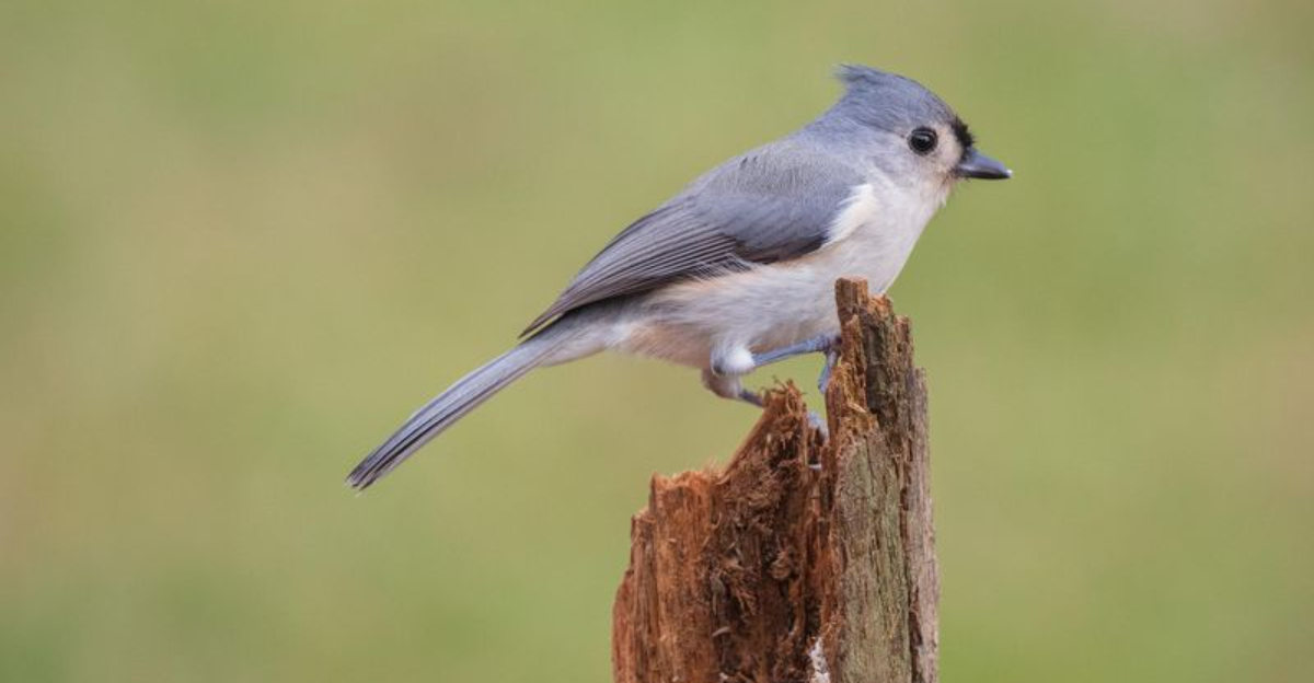 tufted titmice