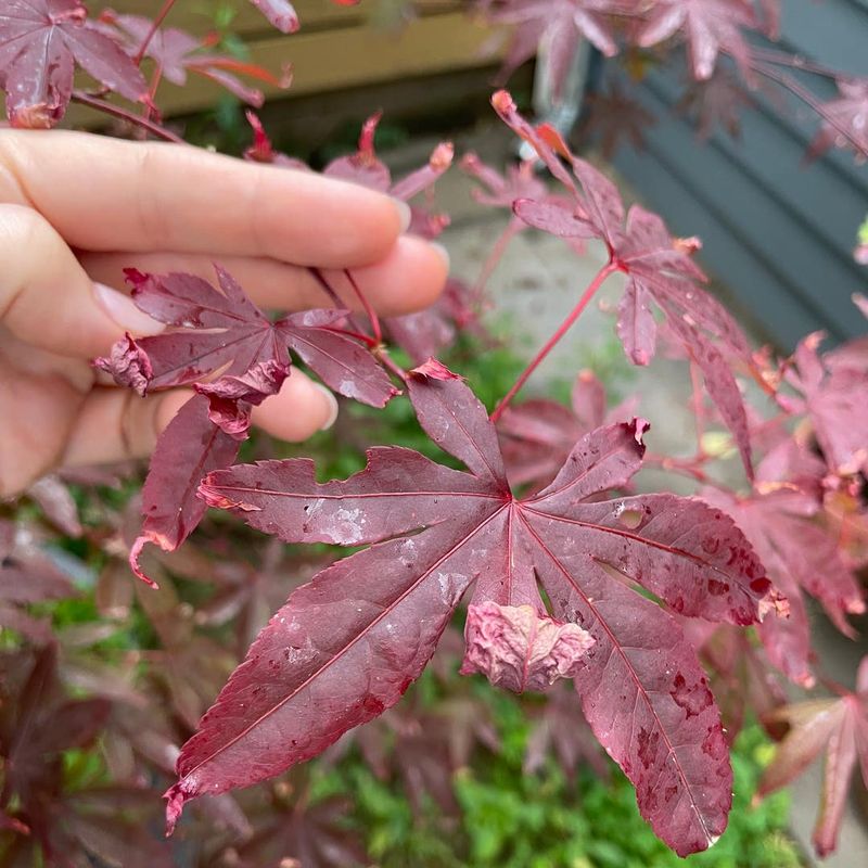 Common Causes Of Leaf Curling And Distortion