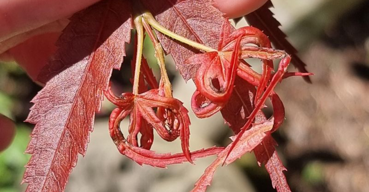 Why Twisted Maple Leaves Are Appearing In New York Yards