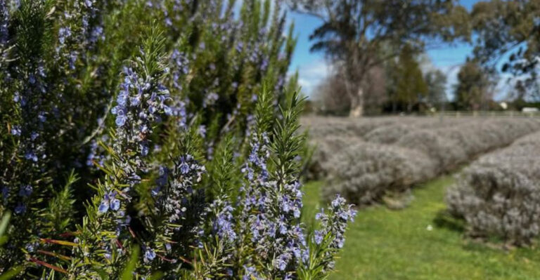 rosemary in garden