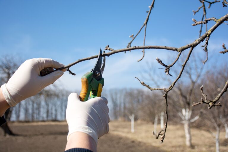 tree pruning