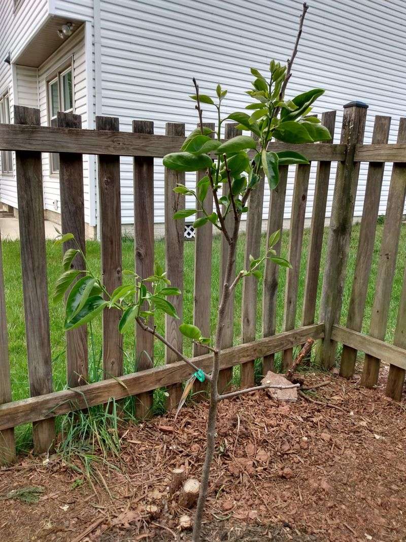 Winter Injury Risk Increases With Early Cuts