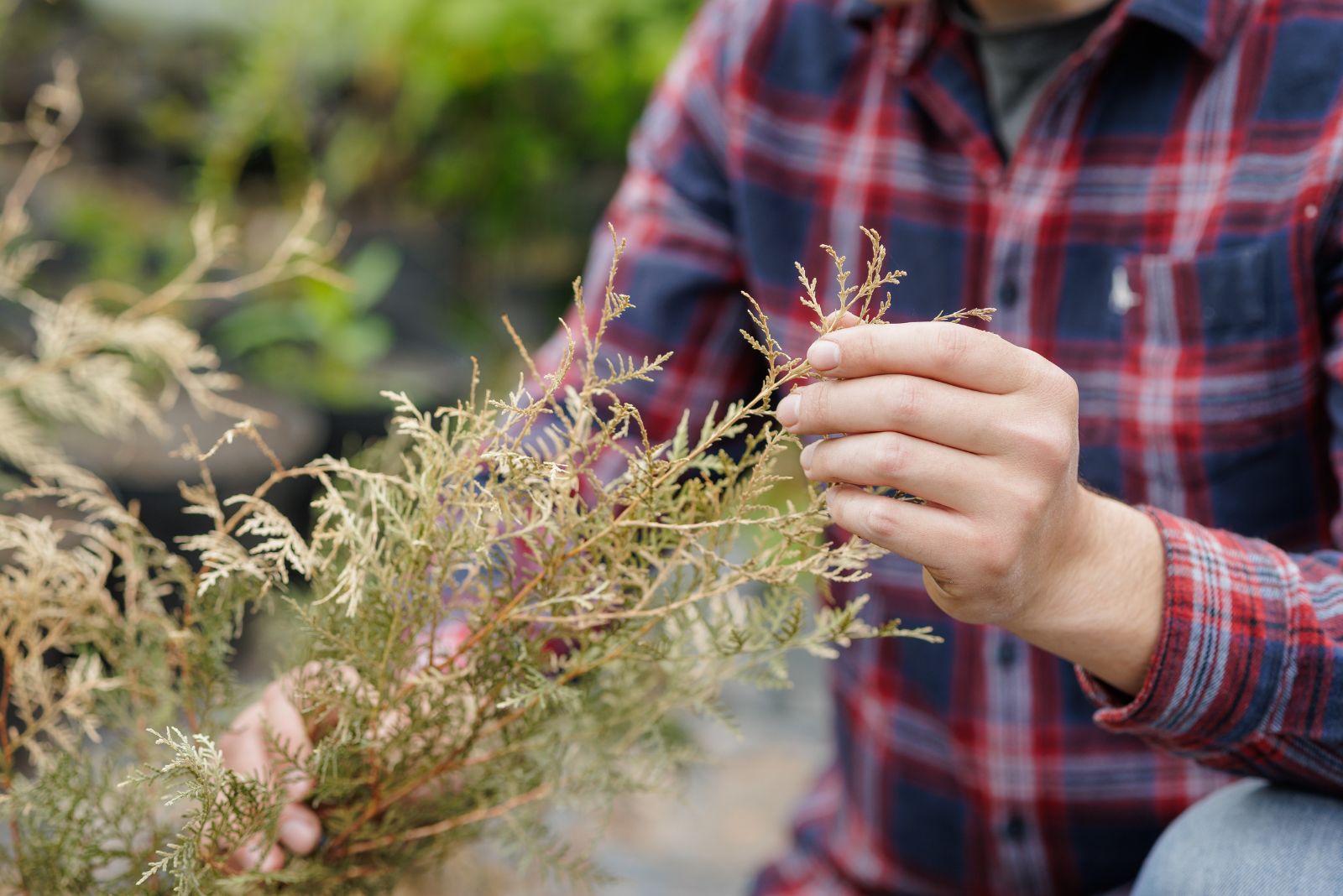 Why Utah Residents Should Examine Evergreens Branches Before Heavy Snow