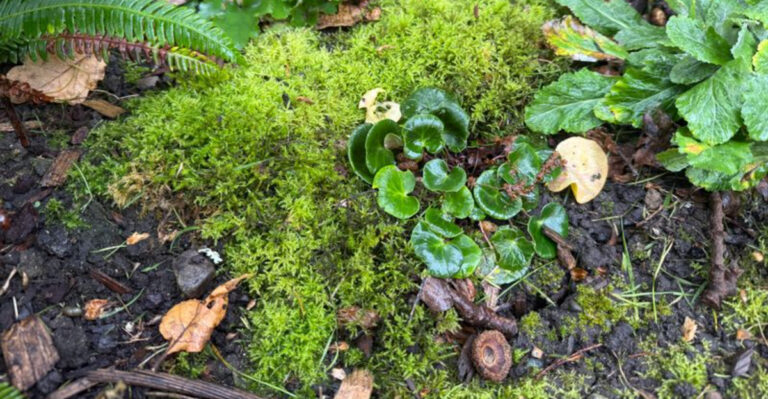 moss garden (featured image)