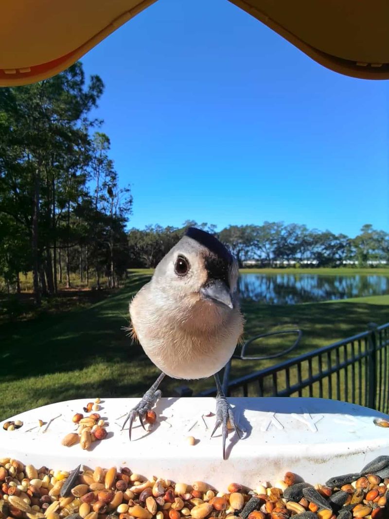 Abundant Food Sources At Backyard Feeders