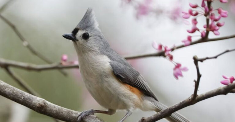 tufted titmice