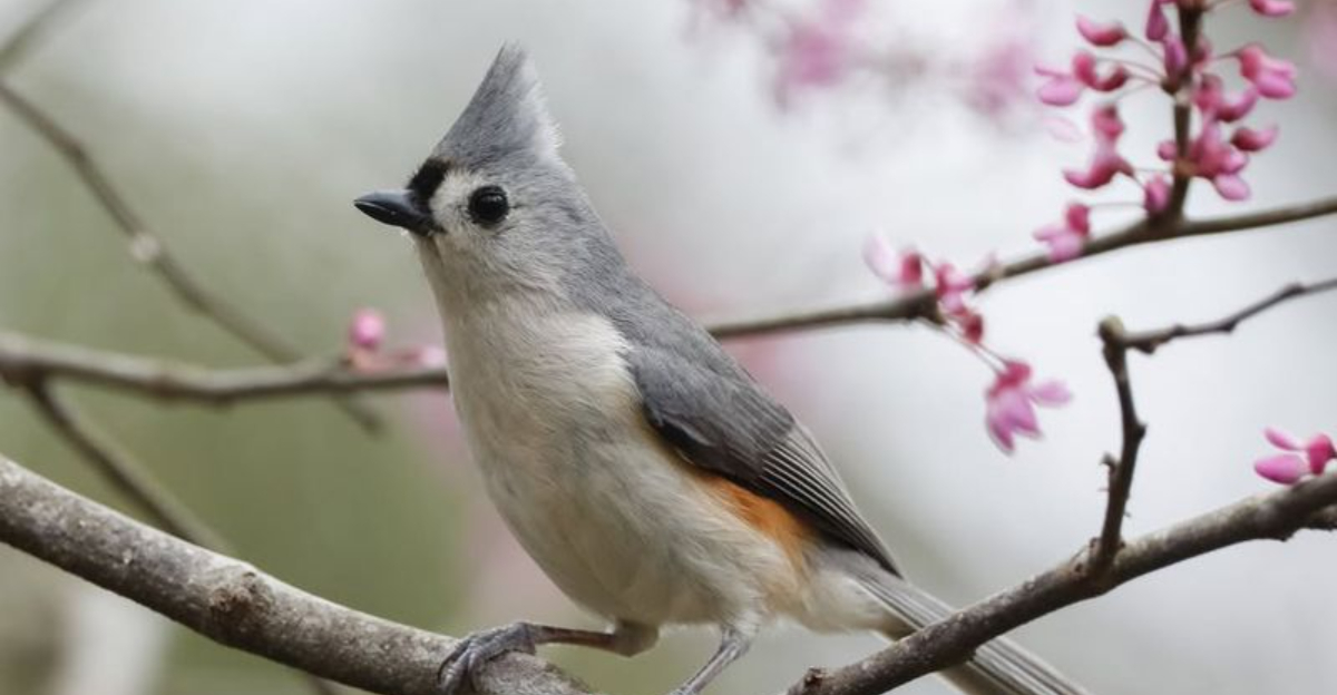 tufted titmice