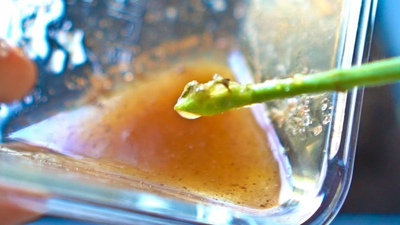 Honey Acts As A Natural Antibacterial Rooting Aid